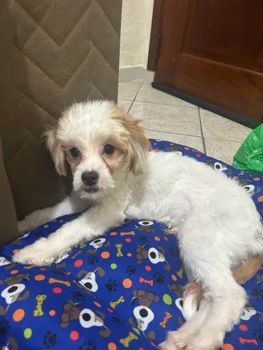 Adoção doação macho 6 meses vacinado