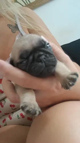 Pug