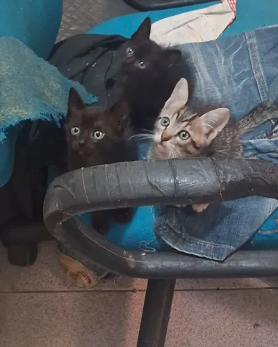 Gatos filhotes de 2 meses