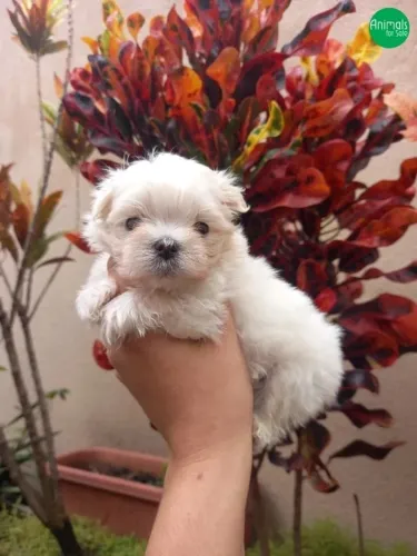 MALTÊS BABY FACE MINI MACHO E FÊMEA DISPONÍVEL