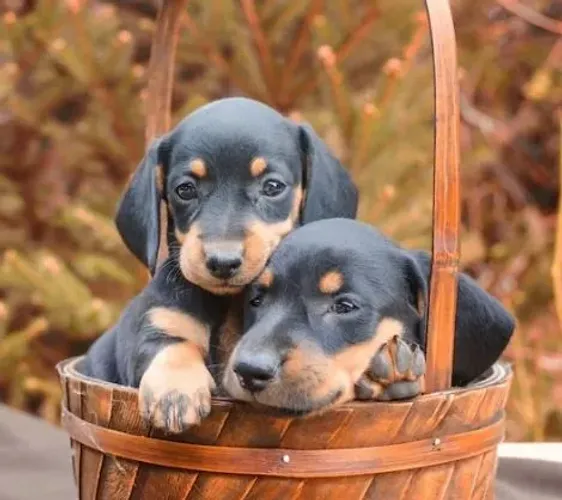 Basset Mini Filhotes Dachshund Belezinhas.