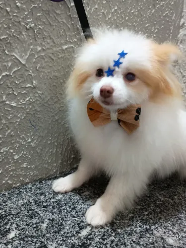 Lulu da pomerania