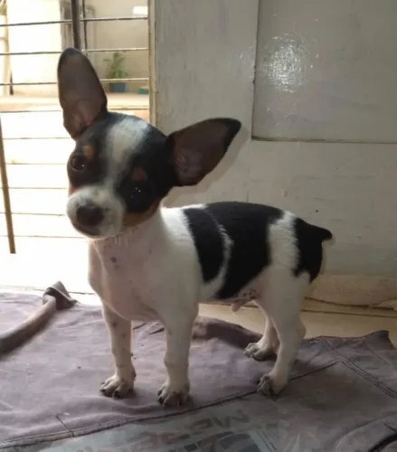 Pinscher 40 para venda