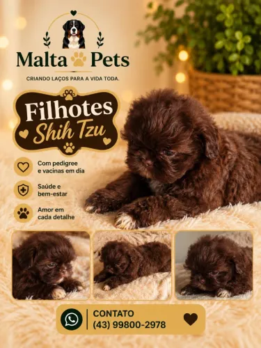 Filhotes shihtzu