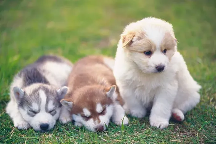 Filhote de Husky Siberiano Um Companheiro Para Grandes Momentos