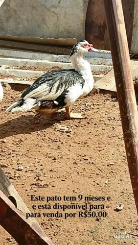 Vende _ se Pato macho
