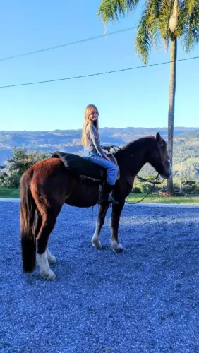 Cavalo crioulo