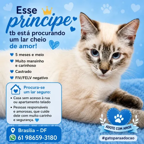 Gatinho para adoção 