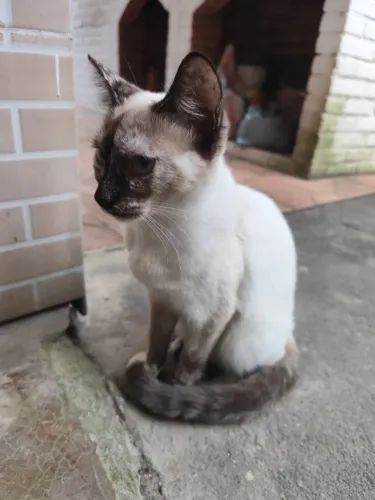 Gatinhas para adoção 