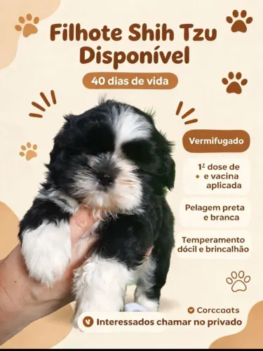 Filhote shitzu macho pelagem rara lindo ursinho porte bem pequeno