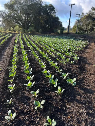 Vende se Chácara em Fazenda Rio Grande