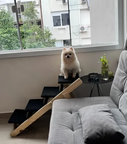 Escada para cachorro ou gato Pets 