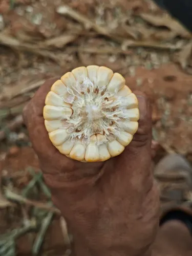 Silo de milho 