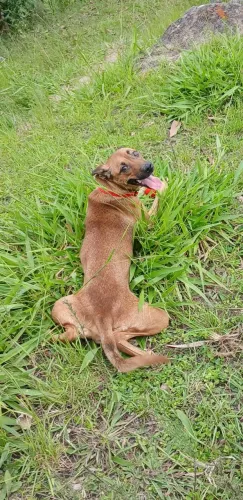 Estou doando uma linda cachorrinha 