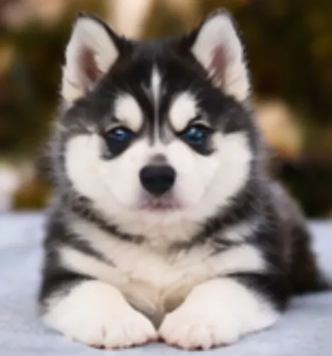 Husky siberiano filhote lindo e cheio de energia 