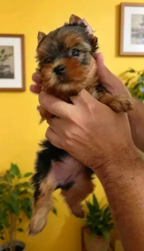 Fêmea Yorkshire Terrier