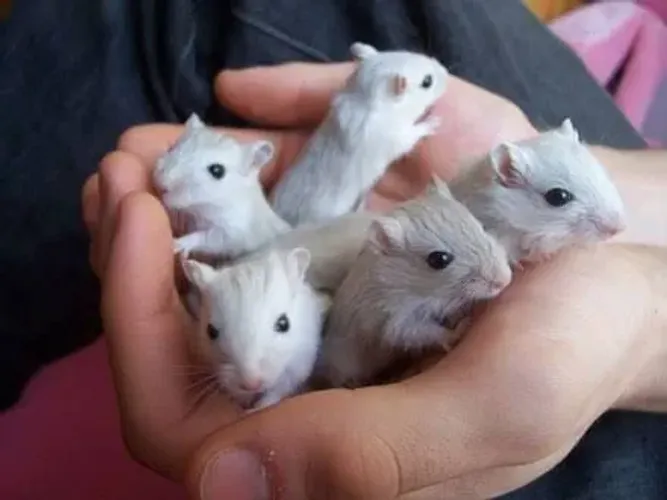 Ninhada de Gerbil ( esquilo da Mongolia)