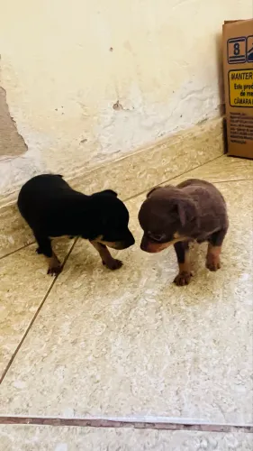Filhote de Pincher tam 1 femea e macho