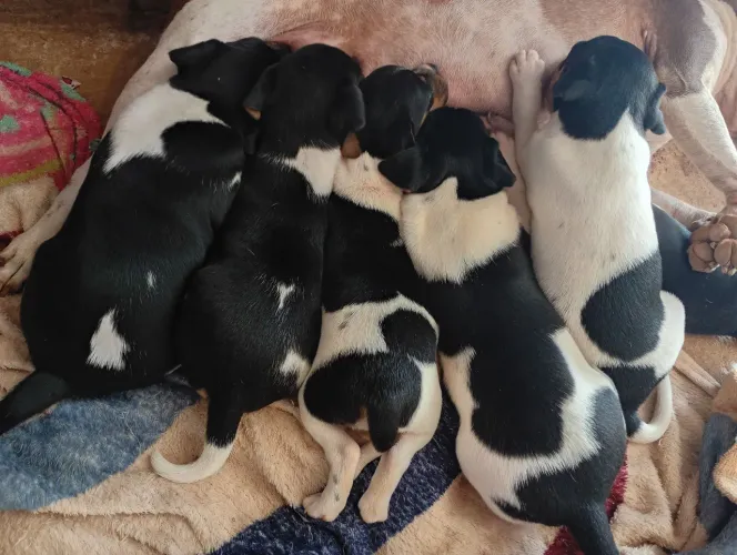 Filhotes de Fox Paulistinha