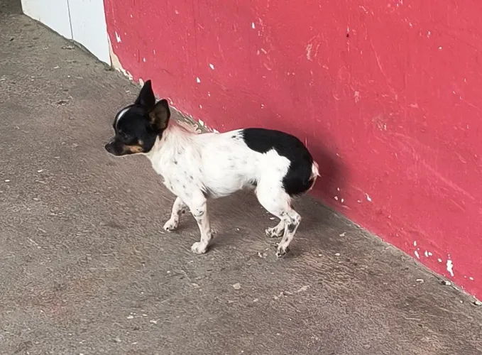 Cachorro Pinscher 