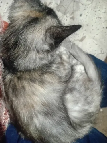 Gata