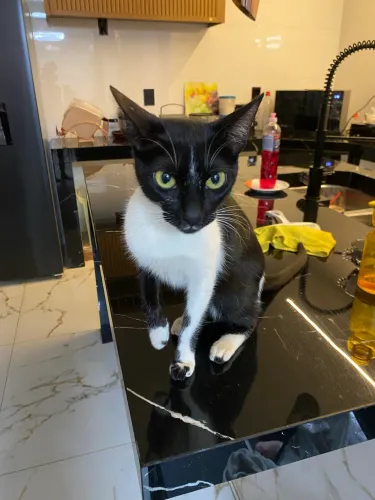 Doação de gata fêmia castrada