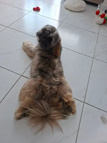 Cachorro shihtzu macho