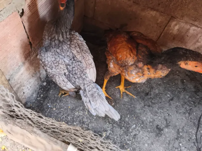 Vendo galinha e galos