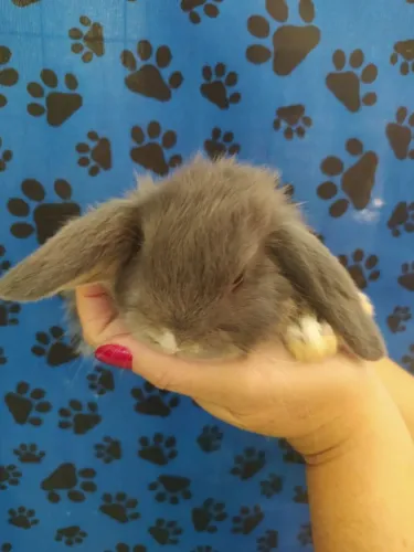 Mini Coelhos