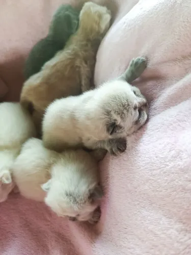 Gato persa fêmea e macho para reserva