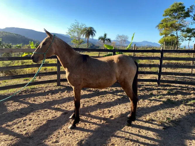 Potra Mangalarga Marchador registrada | Filha de Zeus FTR do Cysne