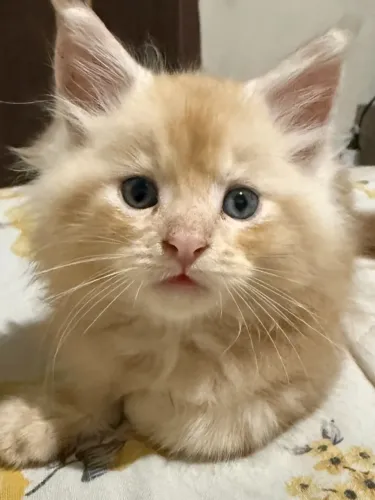 Filhotes Maine Coon com Pedigree
