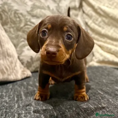 Teckel Macho e Fêmea Filhotes Teckel/Dachshund/Salsicha/Salsichinha/Basset/Cofap Puros