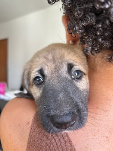 Doa-se cachorro macho 