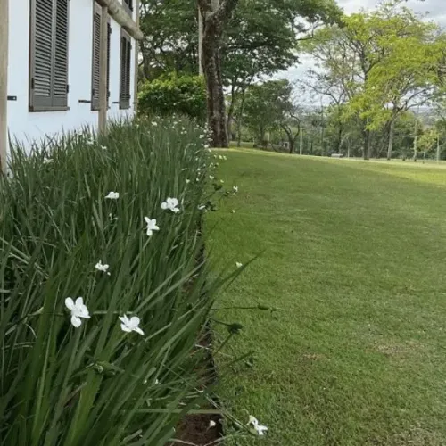 Kit 30 mudas de Moreia branca raiz nua planta ornamental 