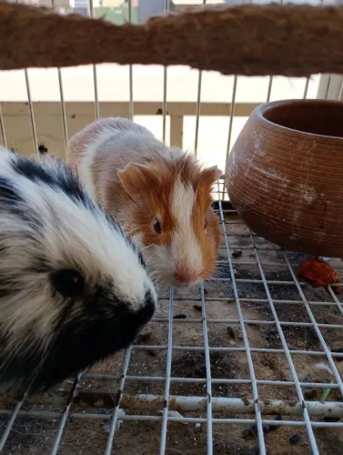 porquinho da índia 