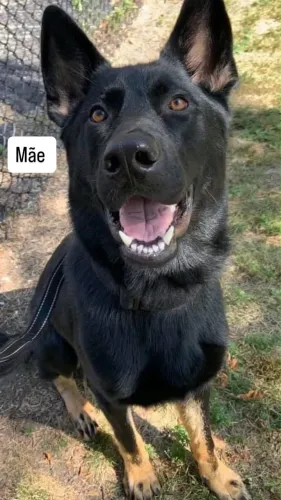 Filhotes de pastor alemão ( capa preta ) 