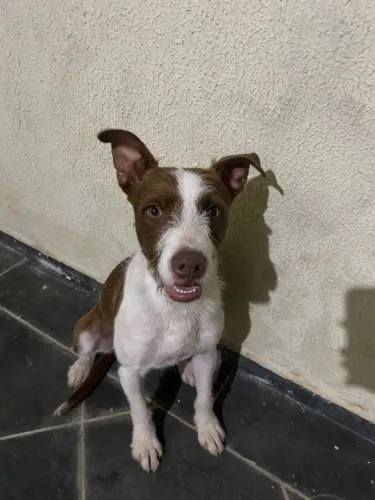 Doação cachorro macho castrado