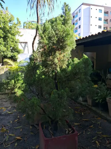 Pinheiro kaizuka
