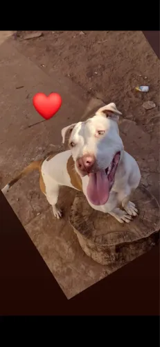 Filhote pitbull machinho