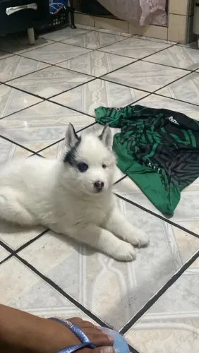 Filhote de husky macho