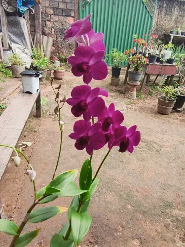 Flores orquídeas 