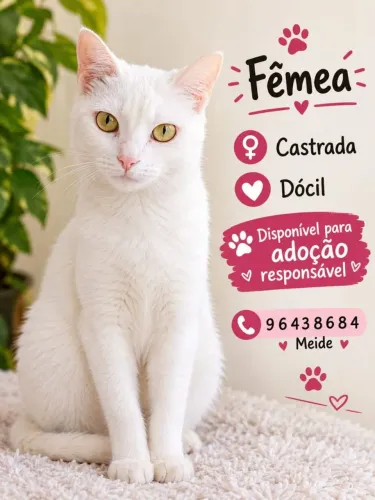 4 FOFULAS PARA ADOÇÃO