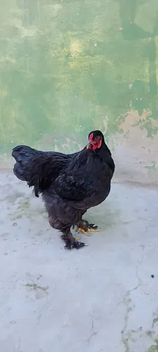 Frango Brahma Black