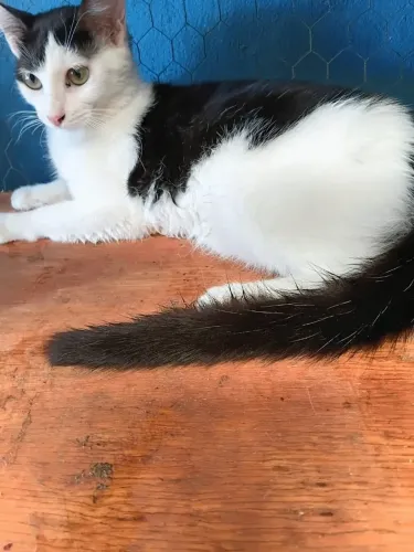 Adocao de gatinhos