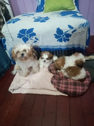 Vendo Shih Tzu lindos e puros