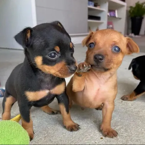 Lindos pinscher fêmea pretinha e marrom