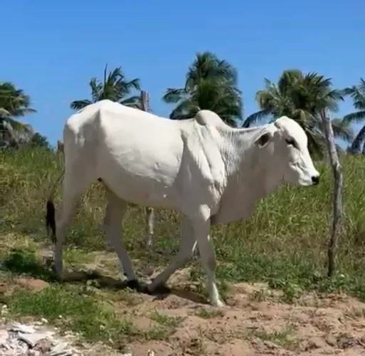 Vacas