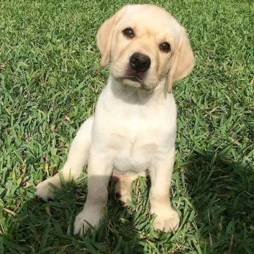 Labrador alegre e brincalhao 