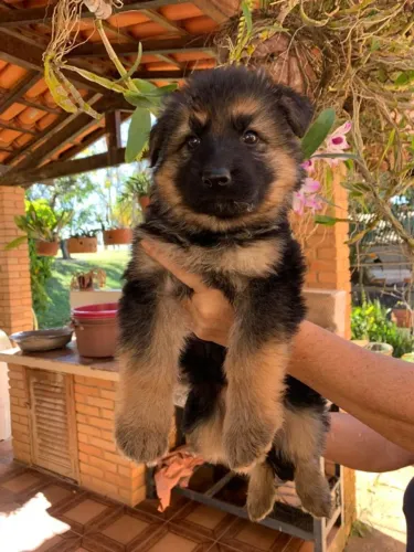 Cãozinhos cheios de amor para oferecer
